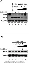 Anti-Dengue virus NS2B protein antibody used in Western Blot (WB). GTX124246