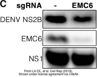 Anti-Dengue virus NS2B protein antibody used in Western Blot (WB). GTX124246