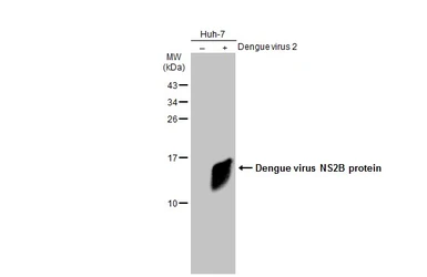 Anti-Dengue virus NS2B protein antibody used in Western Blot (WB). GTX124246