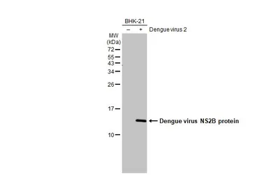 Anti-Dengue virus NS2B protein antibody used in Western Blot (WB). GTX124246