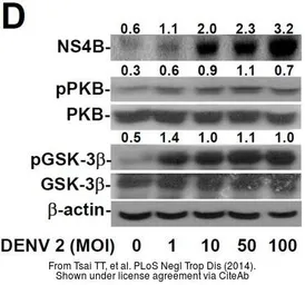 Anti-Dengue virus NS4B protein antibody used in Western Blot (WB). GTX124250