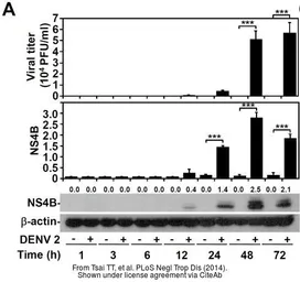 Anti-Dengue virus NS4B protein antibody used in Western Blot (WB). GTX124250