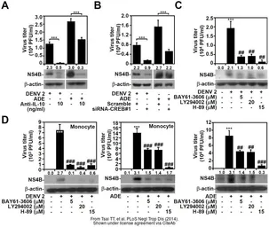 Anti-Dengue virus NS4B protein antibody used in Western Blot (WB). GTX124250