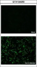 Anti-Dengue virus NS4B protein antibody used in Immunocytochemistry/ Immunofluorescence (ICC/IF). GTX124250