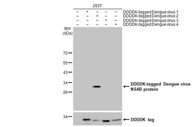 Anti-Dengue virus NS4B protein antibody used in Western Blot (WB). GTX124250