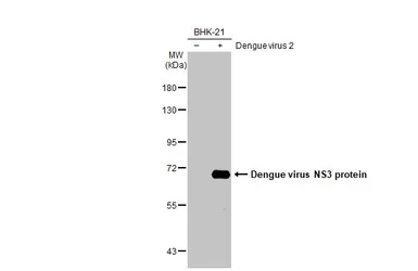 Anti-Dengue virus NS3 protein antibody used in Western Blot (WB). GTX124252
