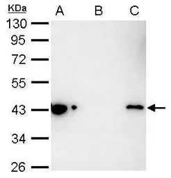 Anti-Maltose binding protein antibody used in Immunoprecipitation (IP). GTX124267