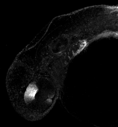 Anti-Aldh1a2 antibody used in IHC (Whole mount) (IHC-Wm). GTX124302