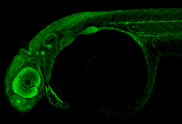 Anti-Cdh2 antibody used in IHC (Whole mount) (IHC-Wm). GTX125884