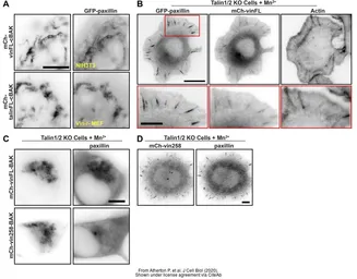 Anti-Paxillin antibody used in Immunocytochemistry/ Immunofluorescence (ICC/IF). GTX125891