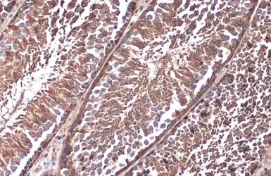 Anti-Paxillin antibody used in IHC (Paraffin sections) (IHC-P). GTX125891