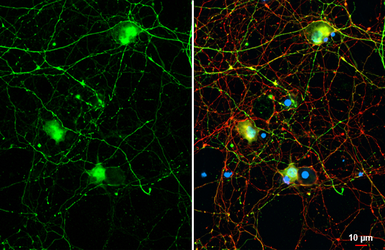 Anti-GABA antibody used in Immunocytochemistry/ Immunofluorescence (ICC/IF). GTX125988