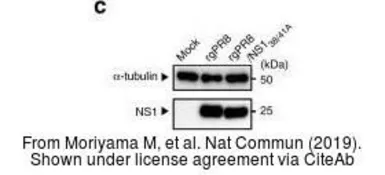 Anti-Influenza A virus NS1 (nonstructural protein) antibody used in Western Blot (WB). GTX125990