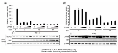 Anti-Influenza A virus NS1 (nonstructural protein) antibody used in Western Blot (WB). GTX125990