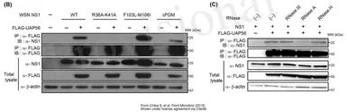 Anti-Influenza A virus NS1 (nonstructural protein) antibody used in Western Blot (WB). GTX125990