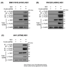 Anti-Influenza A virus NS1 (nonstructural protein) antibody used in Western Blot (WB). GTX125990