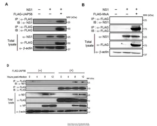 Anti-Influenza A virus NS1 (nonstructural protein) antibody used in Western Blot (WB). GTX125990