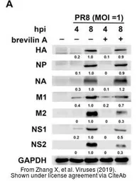 Anti-Influenza A virus NS1 (nonstructural protein) antibody used in Western Blot (WB). GTX125990