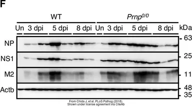 Anti-Influenza A virus NS1 (nonstructural protein) antibody used in Western Blot (WB). GTX125990