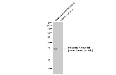 Anti-Influenza A virus NS1 (nonstructural protein) antibody used in Western Blot (WB). GTX125990