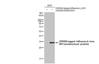 Anti-Influenza A virus NS1 (nonstructural protein) antibody used in Western Blot (WB). GTX125990