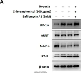 Anti-HIF1 alpha antibody used in Western Blot (WB). GTX127309