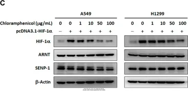 Anti-HIF1 alpha antibody used in Western Blot (WB). GTX127309