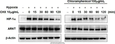 Anti-HIF1 alpha antibody used in Western Blot (WB). GTX127309