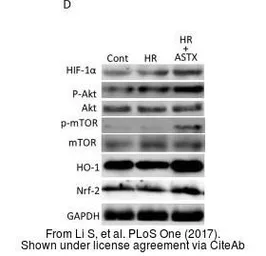 Anti-HIF1 alpha antibody used in Western Blot (WB). GTX127309