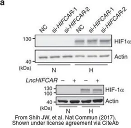 Anti-HIF1 alpha antibody used in Western Blot (WB). GTX127309