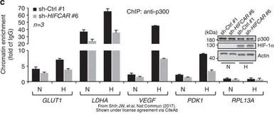 Anti-HIF1 alpha antibody used in Western Blot (WB). GTX127309