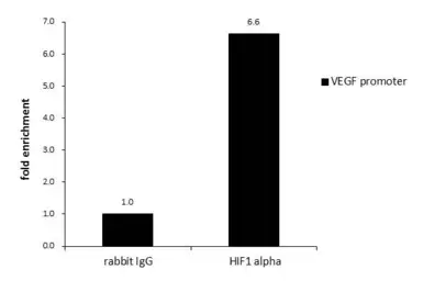 Anti-HIF1 alpha antibody used in ChIP assay (ChIP assay). GTX127309