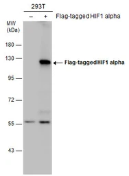 Anti-HIF1 alpha antibody used in Western Blot (WB). GTX127309