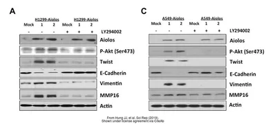 Anti-Twist1/2 antibody used in Western Blot (WB). GTX127310