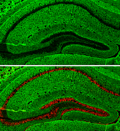 Anti-GAP43 antibody used in IHC (Frozen sections) (IHC-Fr). GTX127937