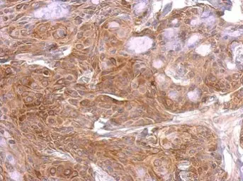 Anti-GAP43 antibody used in IHC (Paraffin sections) (IHC-P). GTX127937