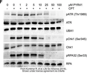 Anti-ATR (phospho Thr1989) antibody used in Western Blot (WB). GTX128145