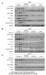 Anti-ATR (phospho Thr1989) antibody used in Western Blot (WB). GTX128145