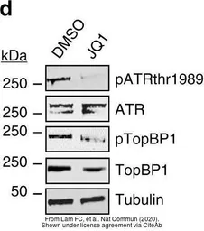 Anti-ATR (phospho Thr1989) antibody used in Western Blot (WB). GTX128145