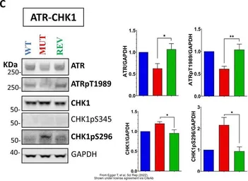 Anti-ATR (phospho Thr1989) antibody used in Western Blot (WB). GTX128145