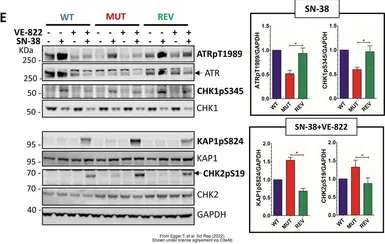 Anti-ATR (phospho Thr1989) antibody used in Western Blot (WB). GTX128145