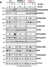 Anti-ATR (phospho Thr1989) antibody used in Western Blot (WB). GTX128145