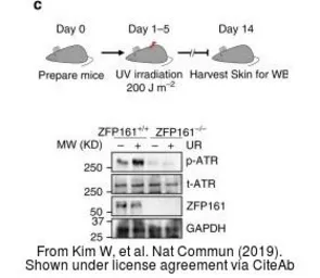 Anti-ATR (phospho Thr1989) antibody used in Western Blot (WB). GTX128145