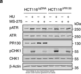 Anti-ATR (phospho Thr1989) antibody used in Western Blot (WB). GTX128145