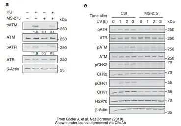 Anti-ATR (phospho Thr1989) antibody used in Western Blot (WB). GTX128145