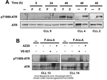 Anti-ATR (phospho Thr1989) antibody used in Western Blot (WB). GTX128145