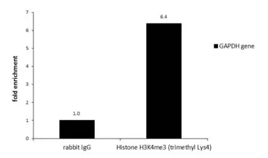 Anti-Histone H3K4me3 (Tri-methyl Lys4) antibody used in ChIP assay (ChIP assay). GTX128954