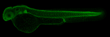 Anti-Histone H3K4me3 (Tri-methyl Lys4) antibody used in IHC (Whole mount) (IHC-Wm). GTX128954