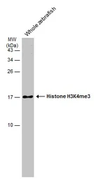 Anti-Histone H3K4me3 (Tri-methyl Lys4) antibody used in Western Blot (WB). GTX128954