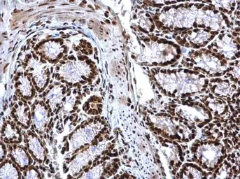 Anti-Histone H3K4me3 (Tri-methyl Lys4) antibody used in IHC (Paraffin sections) (IHC-P). GTX128954